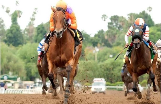 Horse racing on firestick